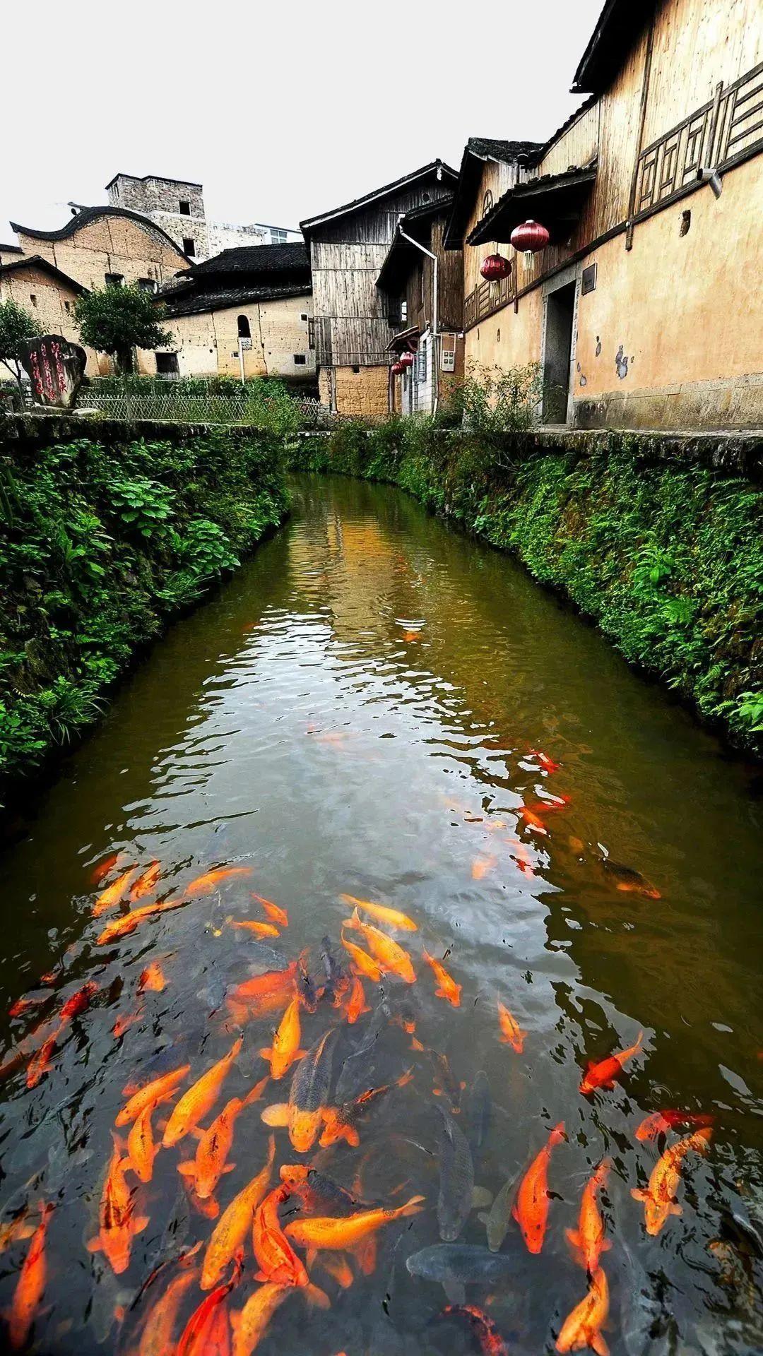 周寧縣鯉魚(yú)溪風(fēng)景區(qū)。周建斌攝