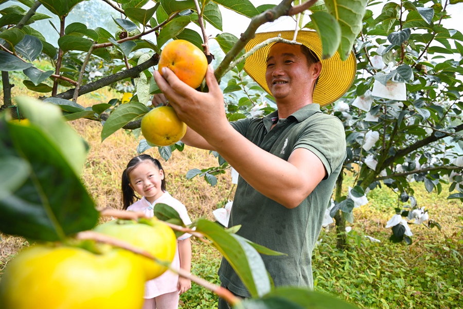 秋意濃、柿子紅。福州市閩侯縣大湖鄉(xiāng)江洋農(nóng)場的綠川甜柿基地迎來了豐收季，預(yù)計今年產(chǎn)量可達(dá)10多萬斤。吳婧攝