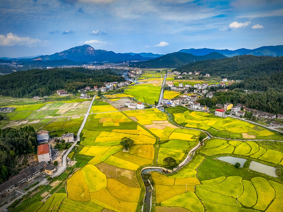 莆田市仙游縣鐘山鎮(zhèn)的稻田“漸變鍍綠黃”。鄭金相攝