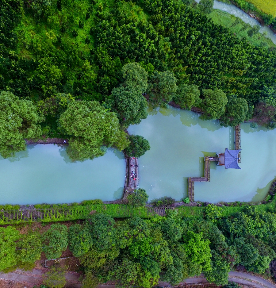 綠源名貴植物園。張力攝