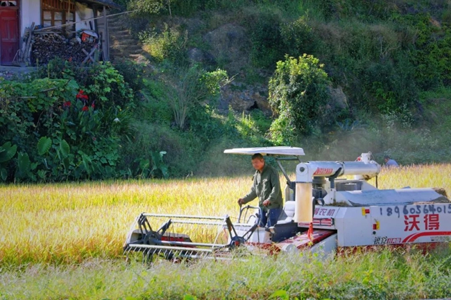 農(nóng)戶駕駛著收割機