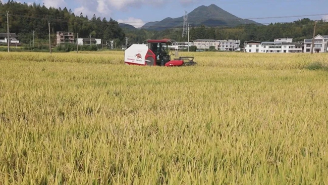 騏福生態(tài)農(nóng)業(yè)園中，收割機作業(yè)忙。騏福生態(tài)農(nóng)業(yè)園