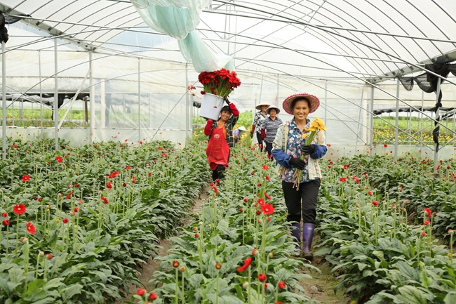 小王村鮮切花生產(chǎn)基地，村民正在采收菊花。