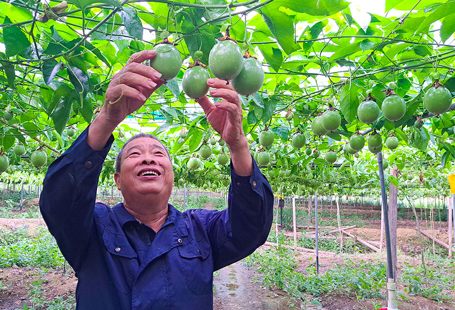 9月30日，南平邵武市城郊鎮(zhèn)百香果大豐收。陳春花、吳明南攝