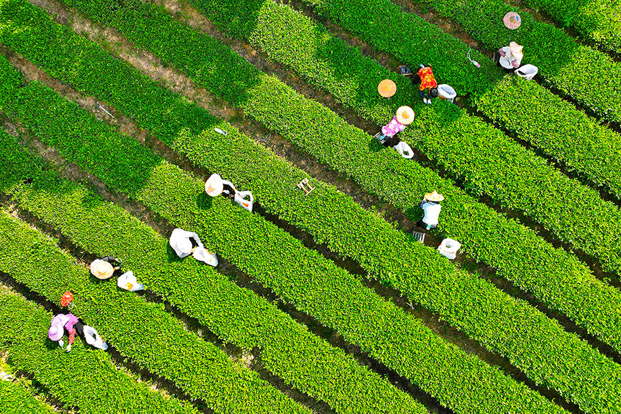 10月5日，泉州安溪縣感德鎮(zhèn)的茶農(nóng)們正忙著采茶。黃小杭