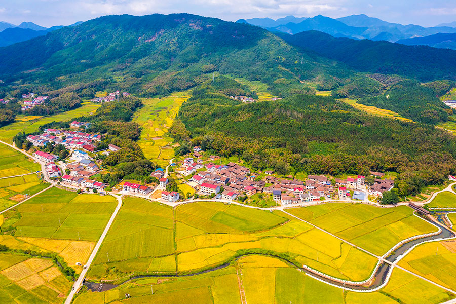 10月5日，南平光澤縣止馬鎮(zhèn)親睦村的農(nóng)田正被稻谷染為一片片金色。李福根攝