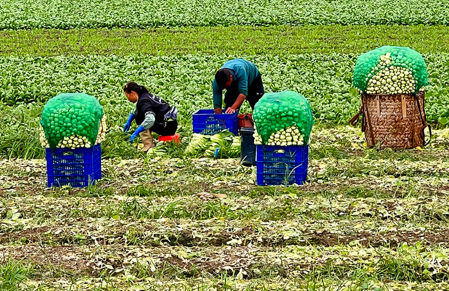 10月8日，泉州晉江市池店鎮(zhèn)田洋村農(nóng)戶整忙著搶收蔬菜。呂俊英攝