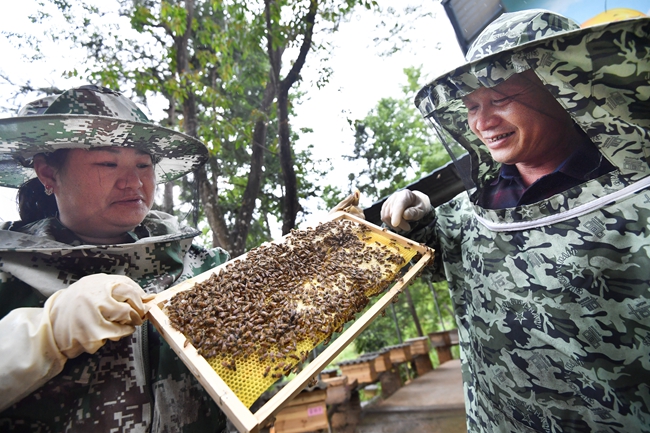 上杭縣溪北村黨支部領(lǐng)辦才溪紅農(nóng)業(yè)專業(yè)合作社與卓連福合作建立林下養(yǎng)蜂基地，每年可為村合作社增收16萬元.jpg