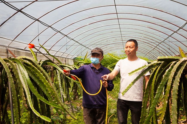 將樂縣蛟湖村黨員干部深入到水果種植大棚，與果農(nóng)一同勞作。董觀生攝