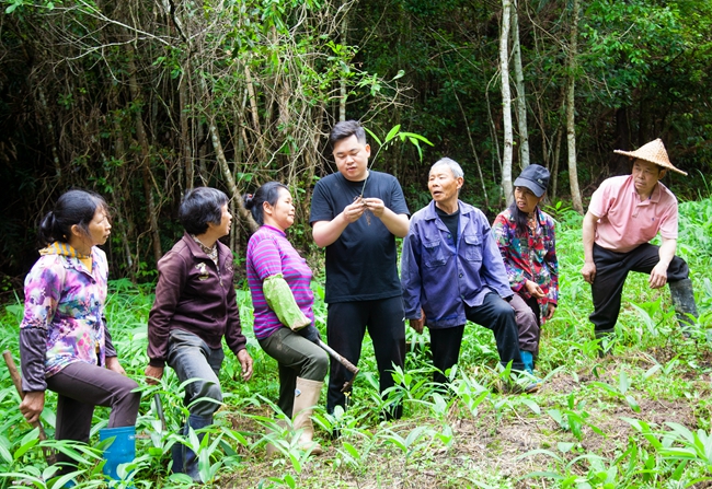 將樂縣?？诖妩S精種植基地內(nèi)，技術(shù)員指導(dǎo)農(nóng)護種植黃精。董觀生攝