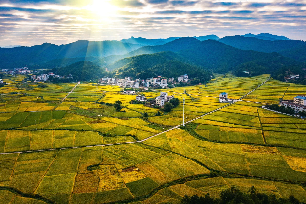 廬豐畬族鄉(xiāng)推行跨村聯建，流轉3000畝土地進行煙稻輪作，實現村集體經濟和群眾“雙增收”。.jpg