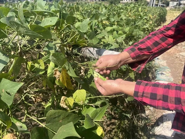 剝開御豆綠色外皮  露出了扁而橢圓，略帶黃色  紅花斑點的成熟籽粒