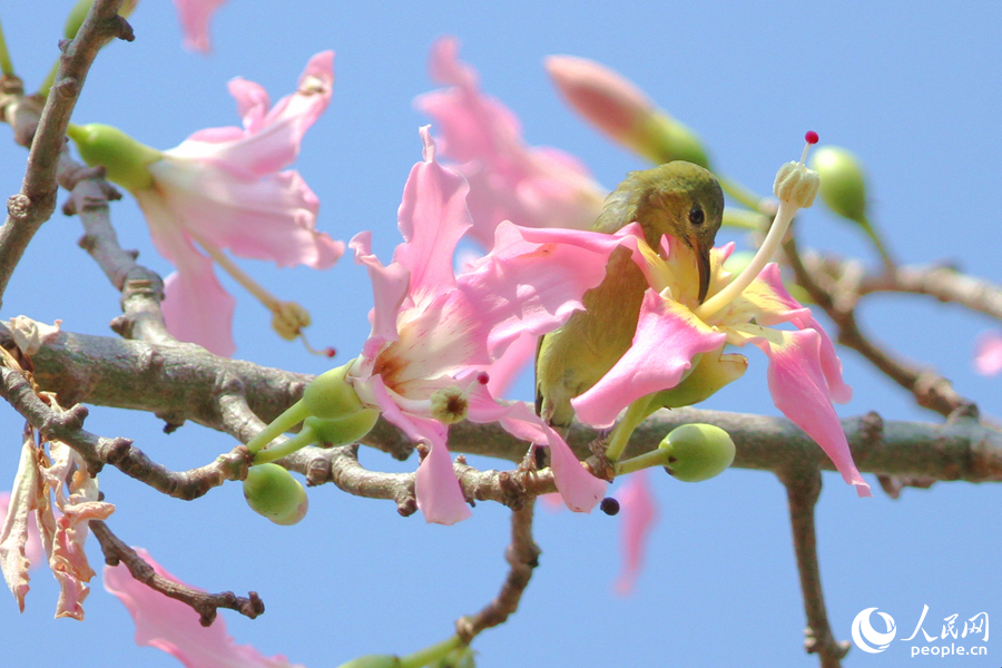 廈門白鷺洲公園內(nèi)，叉尾太陽鳥在枝頭采食花蜜。人民網(wǎng)記者 陳博攝