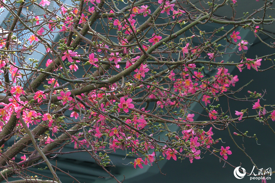 廈門蓮前西路“美人樹”花朵綴滿枝頭。人民網(wǎng)記者 陳博攝