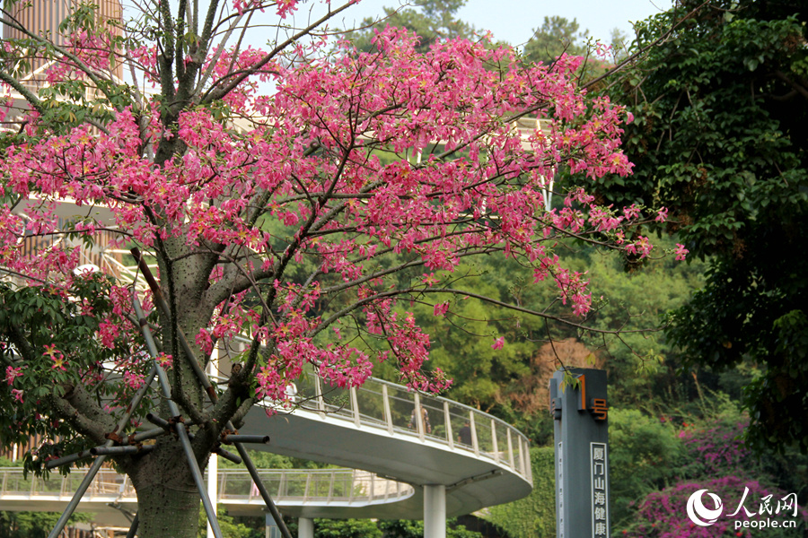 廈門山海健康步道兩側(cè)“美人樹”花朵競相綻放。人民網(wǎng)記者 陳博攝