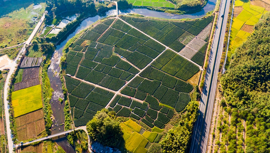 將樂縣萬安鎮(zhèn)坊頭村黑皮冬皮種植基地。董觀生攝