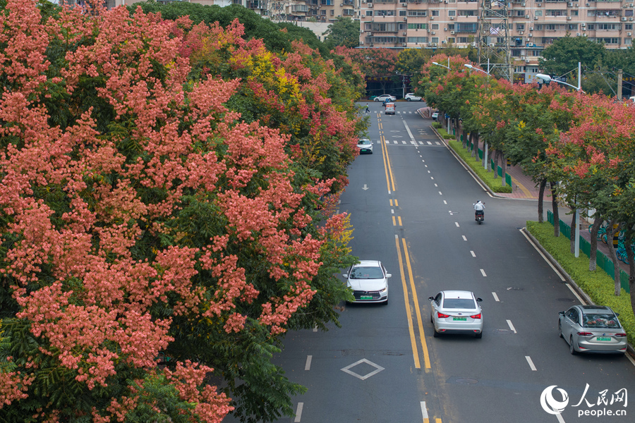 廈門湖里和寧路臺灣欒樹美景。人民網(wǎng)記者 陳博攝