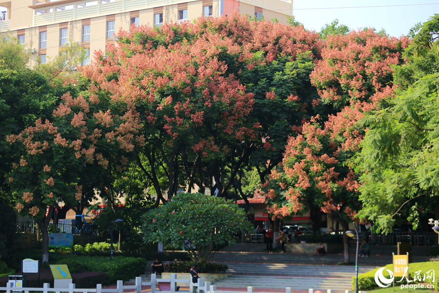 廈門火炬公園臺灣欒樹紅果滿枝頭。人民網(wǎng)記者 陳博攝