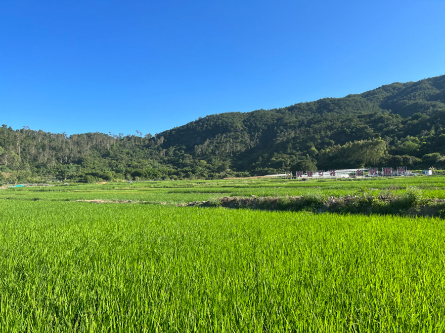 同安區(qū)蓮花鎮(zhèn)蓮花村的百畝水稻長勢喜人。李超攝