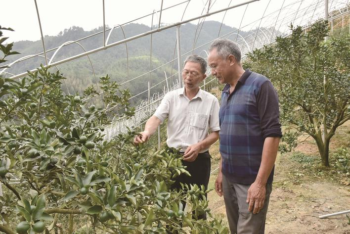 管理技術(shù)進果園。陳建榮攝