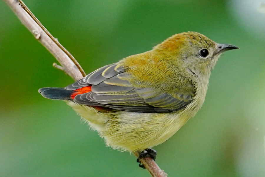 朱背啄花鳥。任鴻義攝