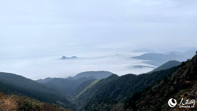 福建閩江源國家級自然保護區(qū)金鐃山云海翻騰。人民網(wǎng) 謝星宇攝