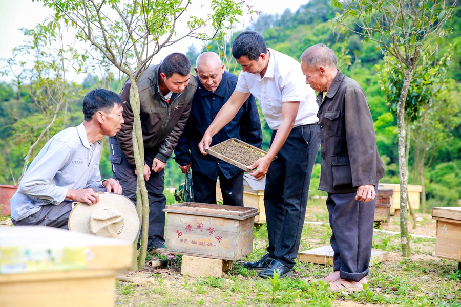 福建省龍巖市武平縣梁野仙蜜養(yǎng)蜂專業(yè)合作社黨支部書記、理事長鐘亮生（右二）為當(dāng)?shù)貧埣踩?、貧困戶講解養(yǎng)蜂技巧（資料圖）。受訪者供圖