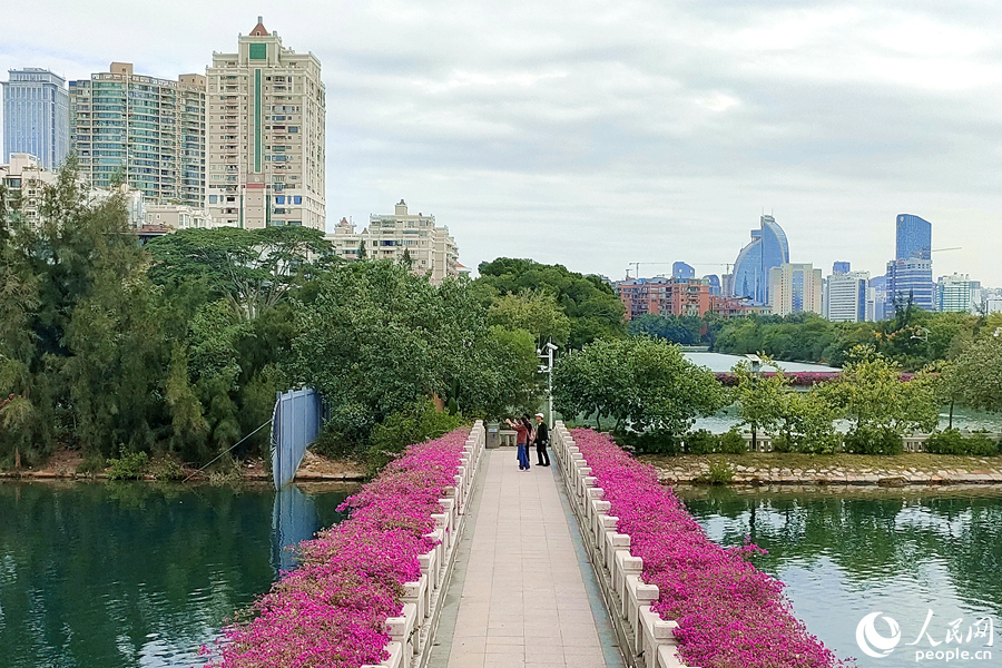 盛開的三角梅扮靚的城市，成為市民游客隨處可見(jiàn)的風(fēng)景。人民網(wǎng)記者 陳博攝