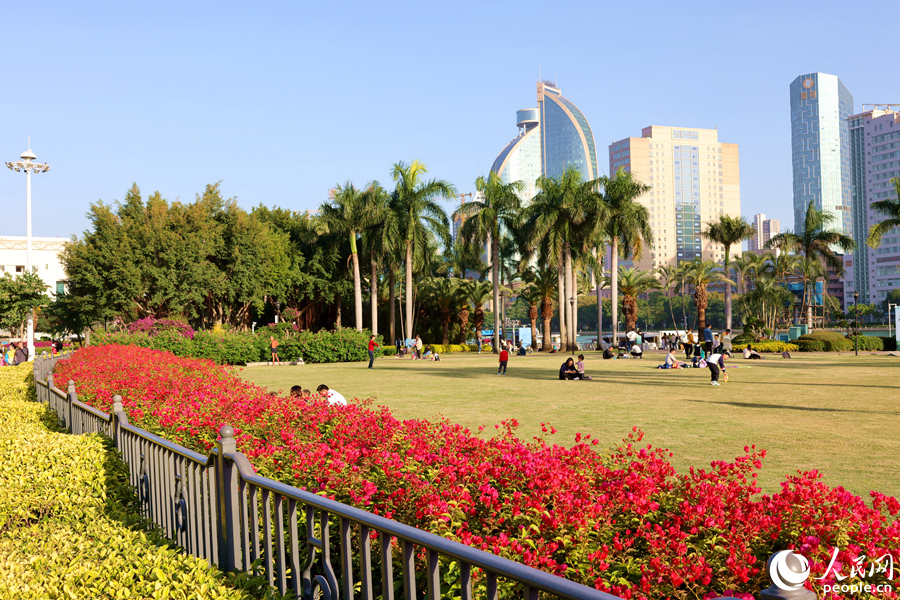 廈門市白鷺洲公園內(nèi)種植著多種三角梅。人民網(wǎng)記者 陳博攝