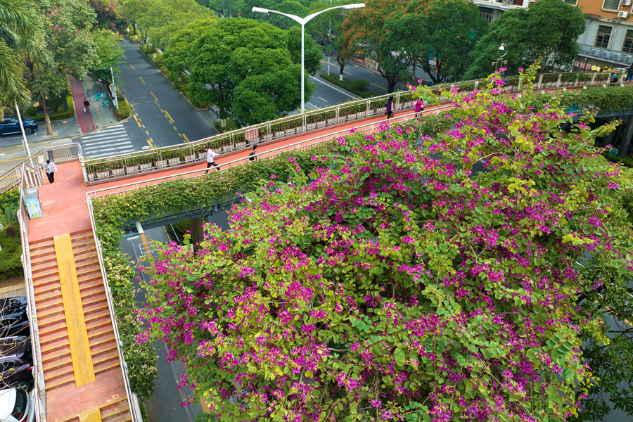 廈門市湖濱南路的洋紫荊“花海”。許秋珩攝