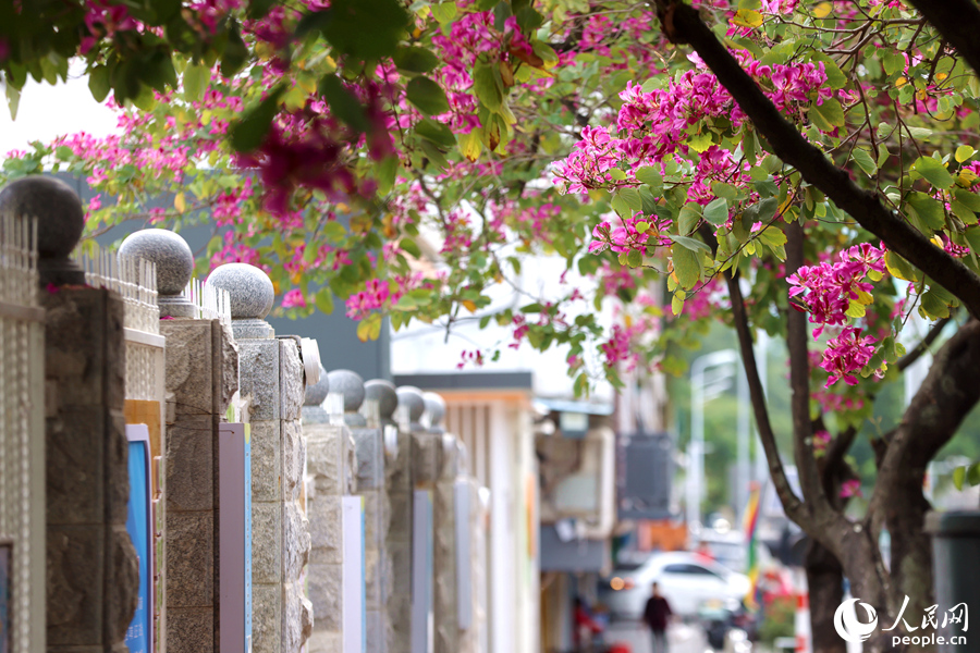 廈門市濱北小學(xué)圍墻邊，層層疊疊的洋紫荊花枝伸進(jìn)校園。人民網(wǎng)記者 陳博攝