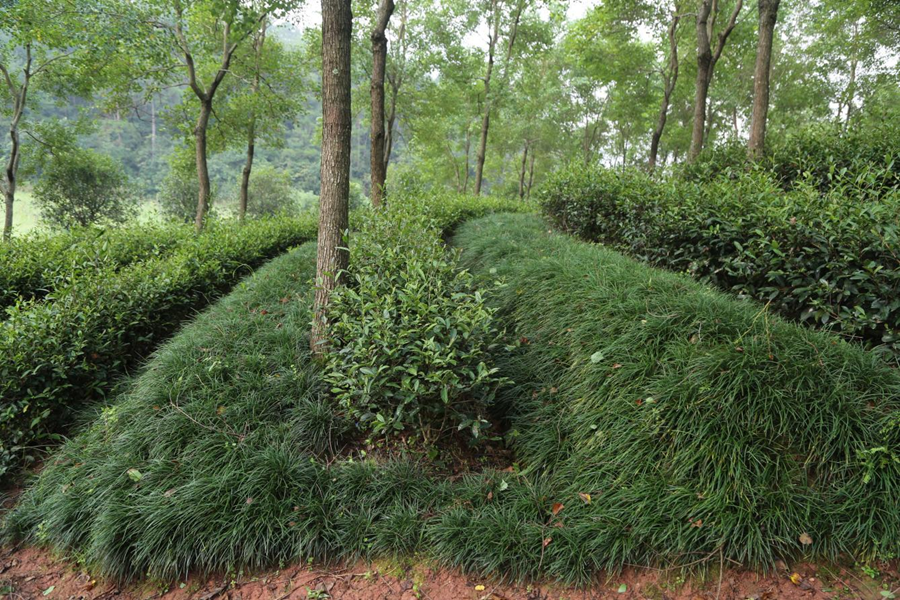 武夷學(xué)院茶園梯壁種植麥冬草。張見明攝