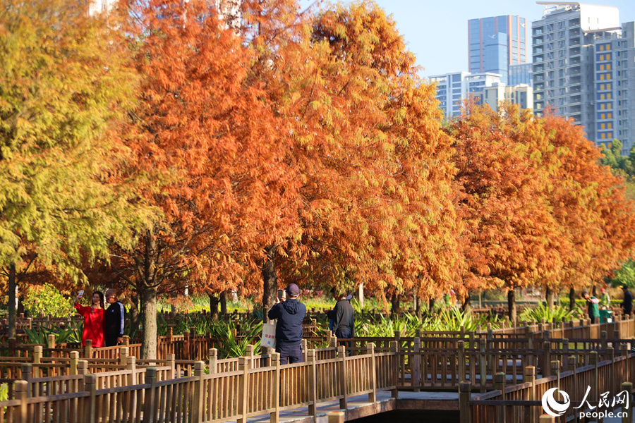 廈門五緣灣濕地公園的落羽杉依水而生，市民游客在木棧道上拍照打卡。人民網(wǎng)記者 陳博攝