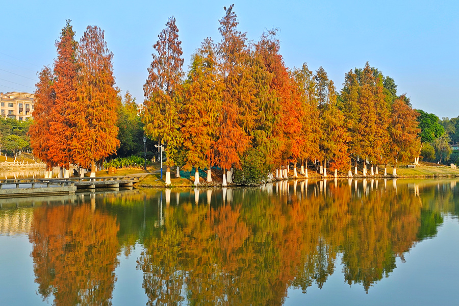 廈門集美風景湖公園落羽杉與湖水交映成畫。胡康強攝