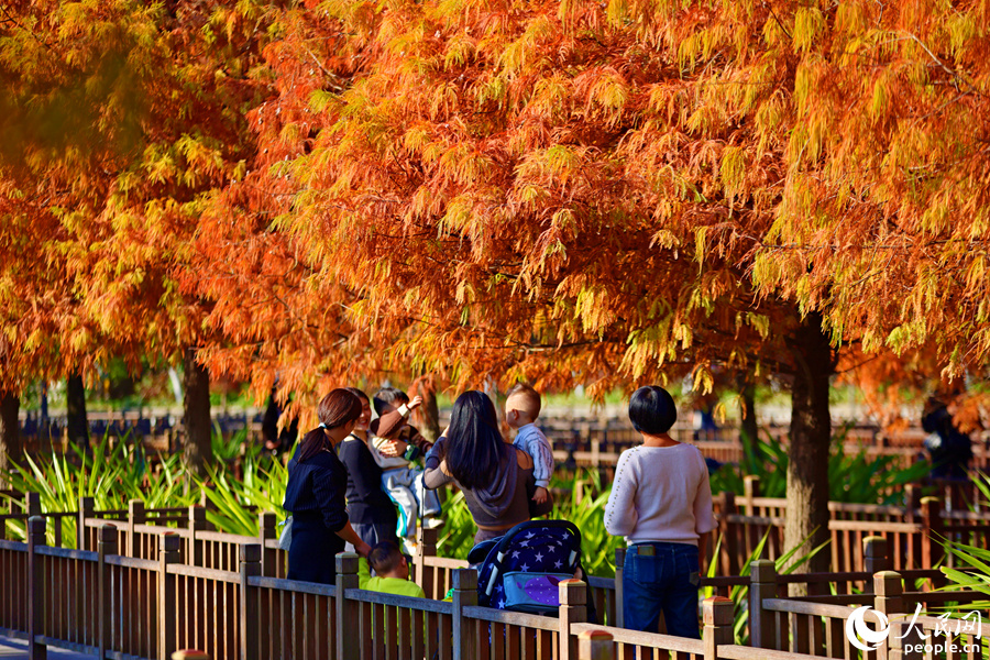 市民游客齊聚公園一睹落羽杉美景。人民網(wǎng)記者 陳博攝