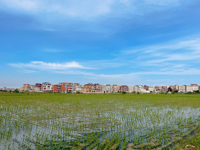 沁塘村水稻公園。福清市港頭鎮(zhèn)供圖