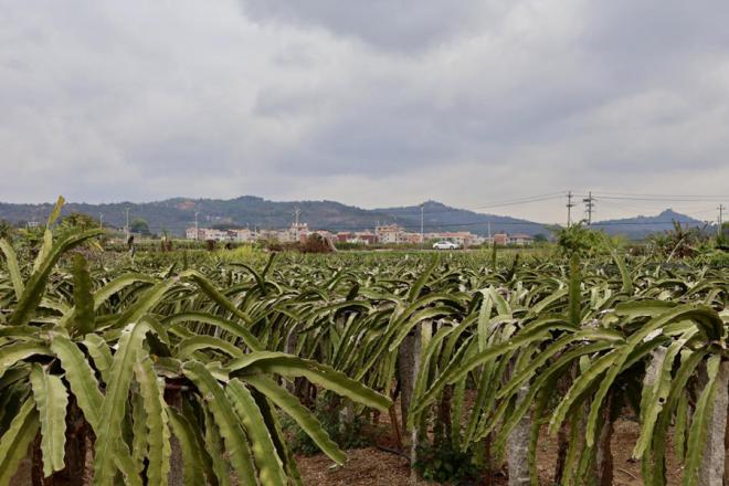 廈門市翔安區(qū)大宅村火龍果種植基地。林小藝攝