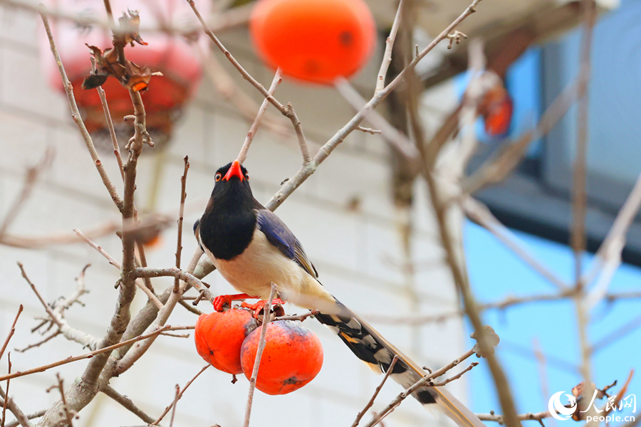 掛果的柿子樹引來了紅嘴藍(lán)鵲。人民網(wǎng)記者 陳博攝