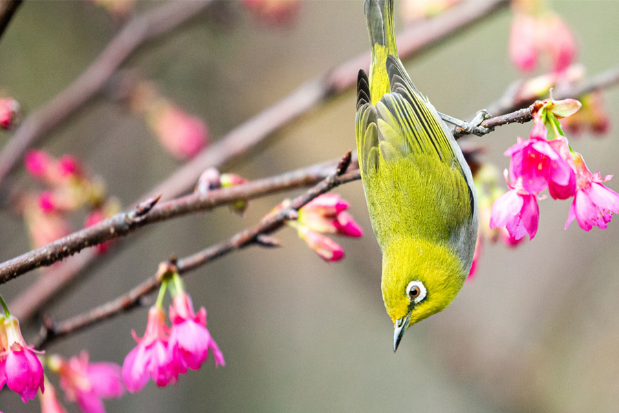 暗綠繡眼鳥立枝頭。林旭東攝