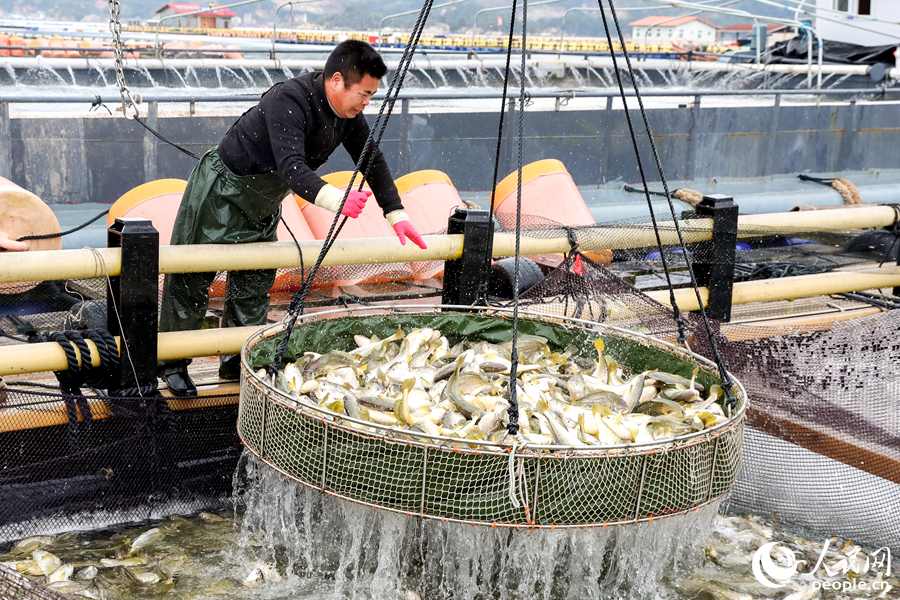 養(yǎng)殖工人收魚忙。人民網(wǎng) 陳永整攝