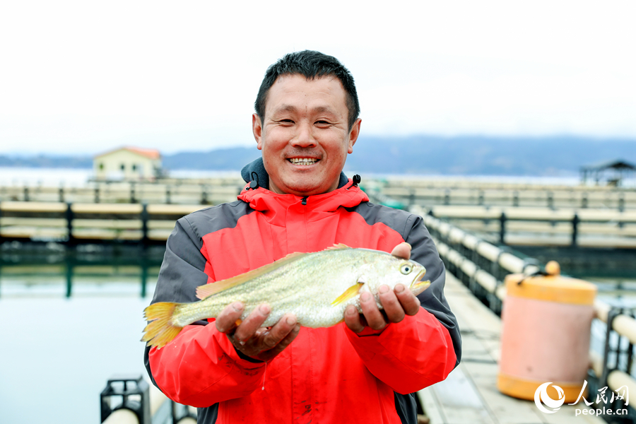 養(yǎng)殖工人林克勝手捧剛收獲的大黃魚。人民網(wǎng) 陳永整攝