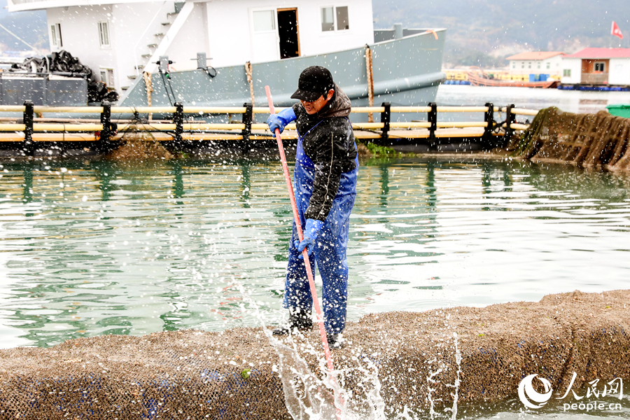 養(yǎng)殖工人在趕魚。人民網(wǎng) 陳永整攝