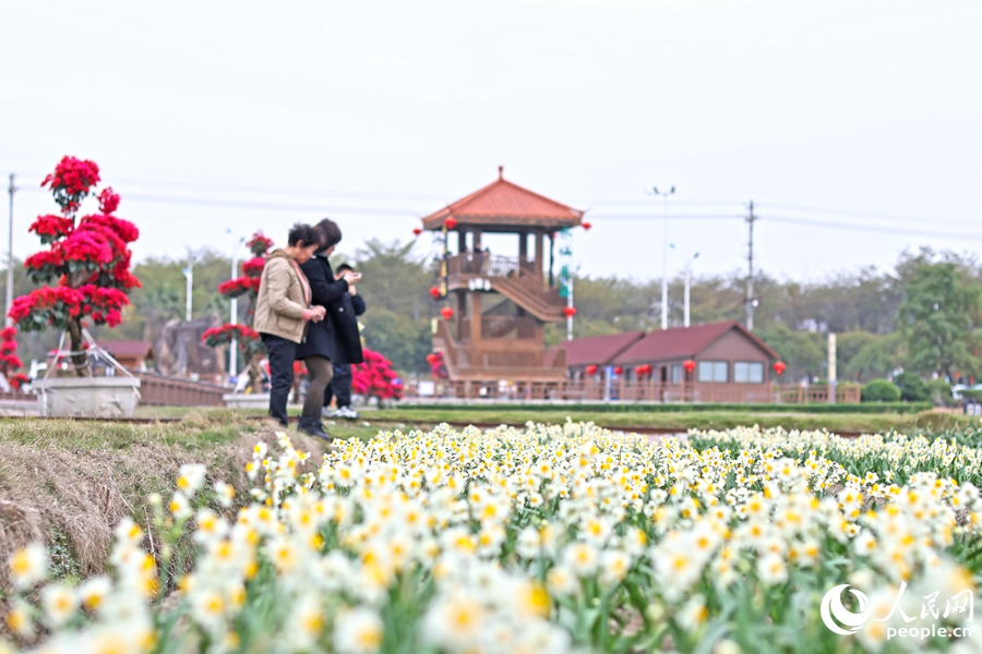 在漳州水仙花海，水仙花景觀吸引市民游客打卡拍照。人民網(wǎng) 李昌乾攝