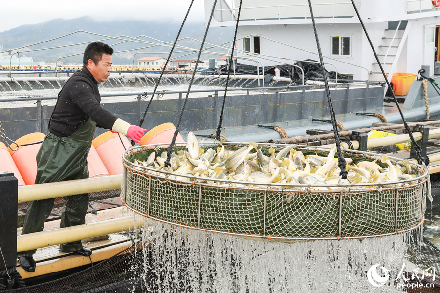 養(yǎng)殖工人正在將大黃魚打撈上秤。人民網(wǎng) 陳永整攝