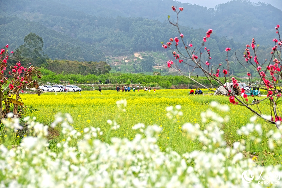 油菜花海里，慕名而來的游客暢快游玩。人民網(wǎng) 李昌乾攝