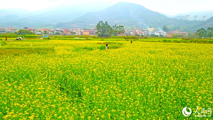 層層疊疊的油茶花海猶如大地鋪金。人民網(wǎng) 李昌乾攝