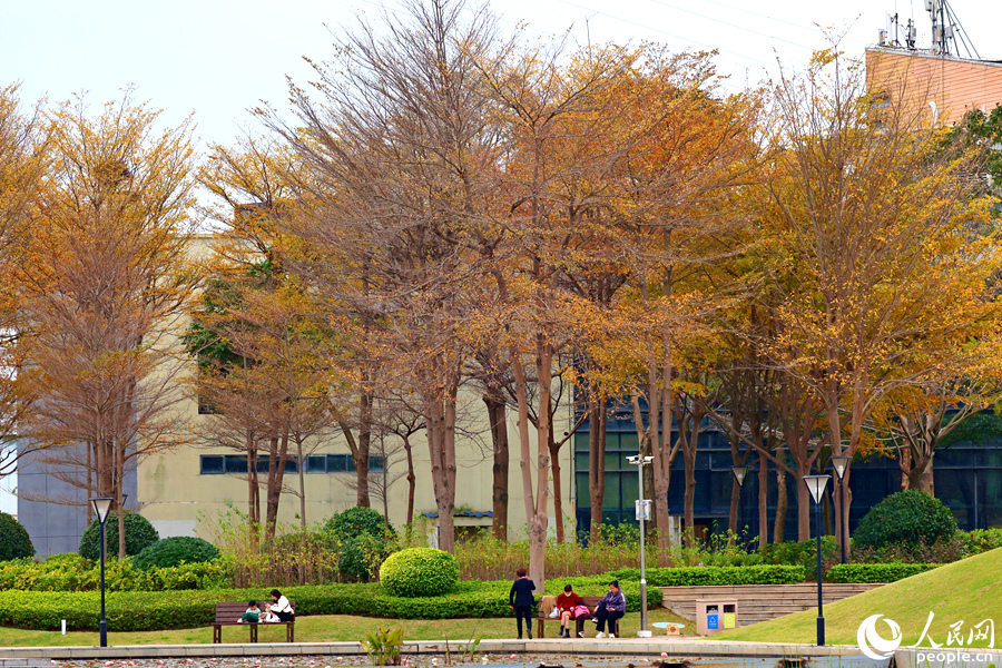 廈門(mén)市海灣公園中，市民游客在發(fā)黃的樹(shù)下休息。人民網(wǎng)記者 陳博攝