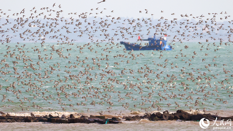 廈門七星礁一帶海域“鳥浪”頻現(xiàn)。人民網(wǎng)記者 陳博攝