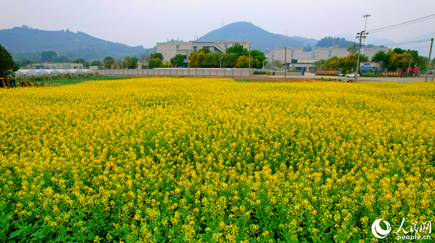 廈門天竺山下油菜花迎春盛放。人民網(wǎng)記者 陳博攝