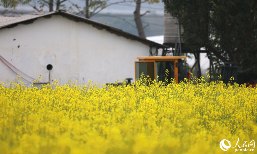 油菜花開(kāi)春滿園。人民網(wǎng)記者 陳博攝